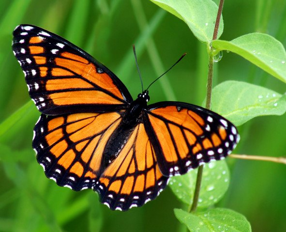 Butterfly Park