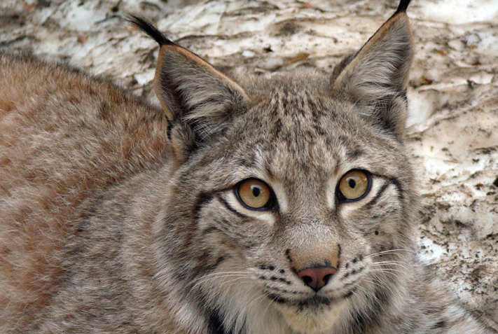 MónNatura Pirineus