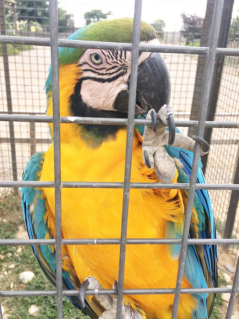 Parc de les aus