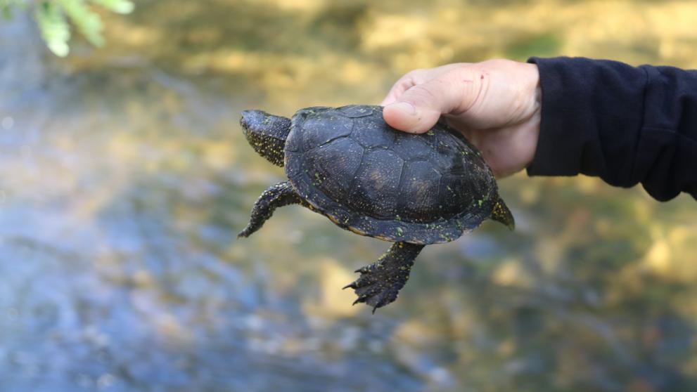 Centre de Reproducció de Tortugues de l'Albera