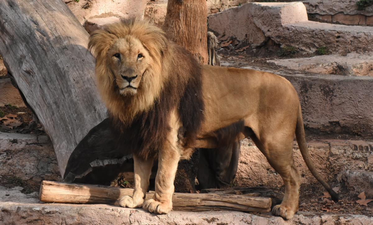 Zoo Barcelona